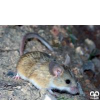 گونه همستر دم دراز هاتسون  Calomyscus hotsoni